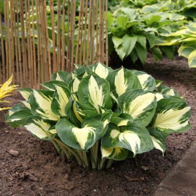 Hosta 'Pathfinder'